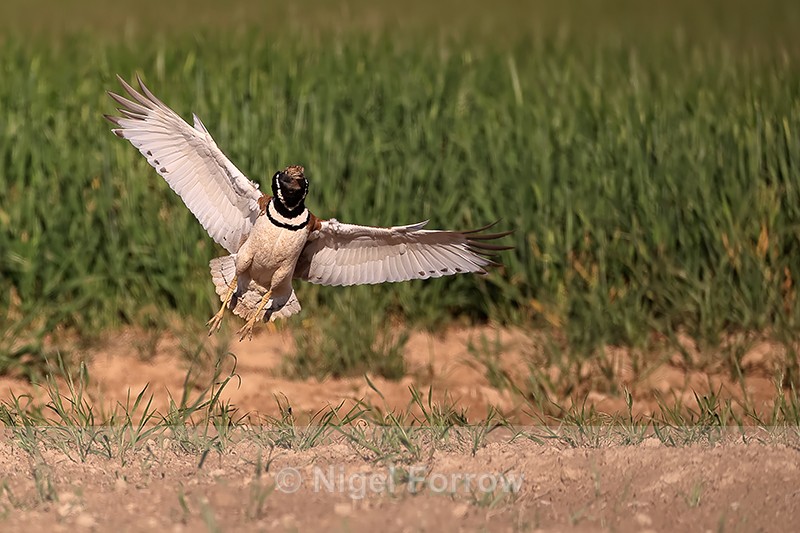 Little Bustard slowing to land, Montgai, Catalonia, Spain - Little Bustard