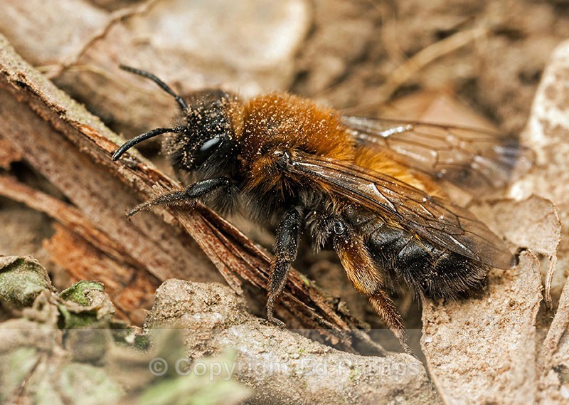 Andrena clarkella (f) - Andrena clarkella