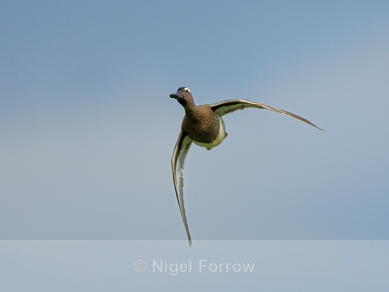 Garganey head-on in flight, Stratfield Brake, Oxfordshire - Garganey