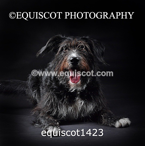 equiscot1423 - RUSSO