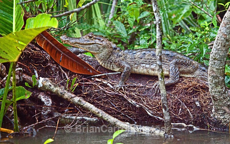 Juvenile Caiman, Costa Rica - Costa Rican Wildlife