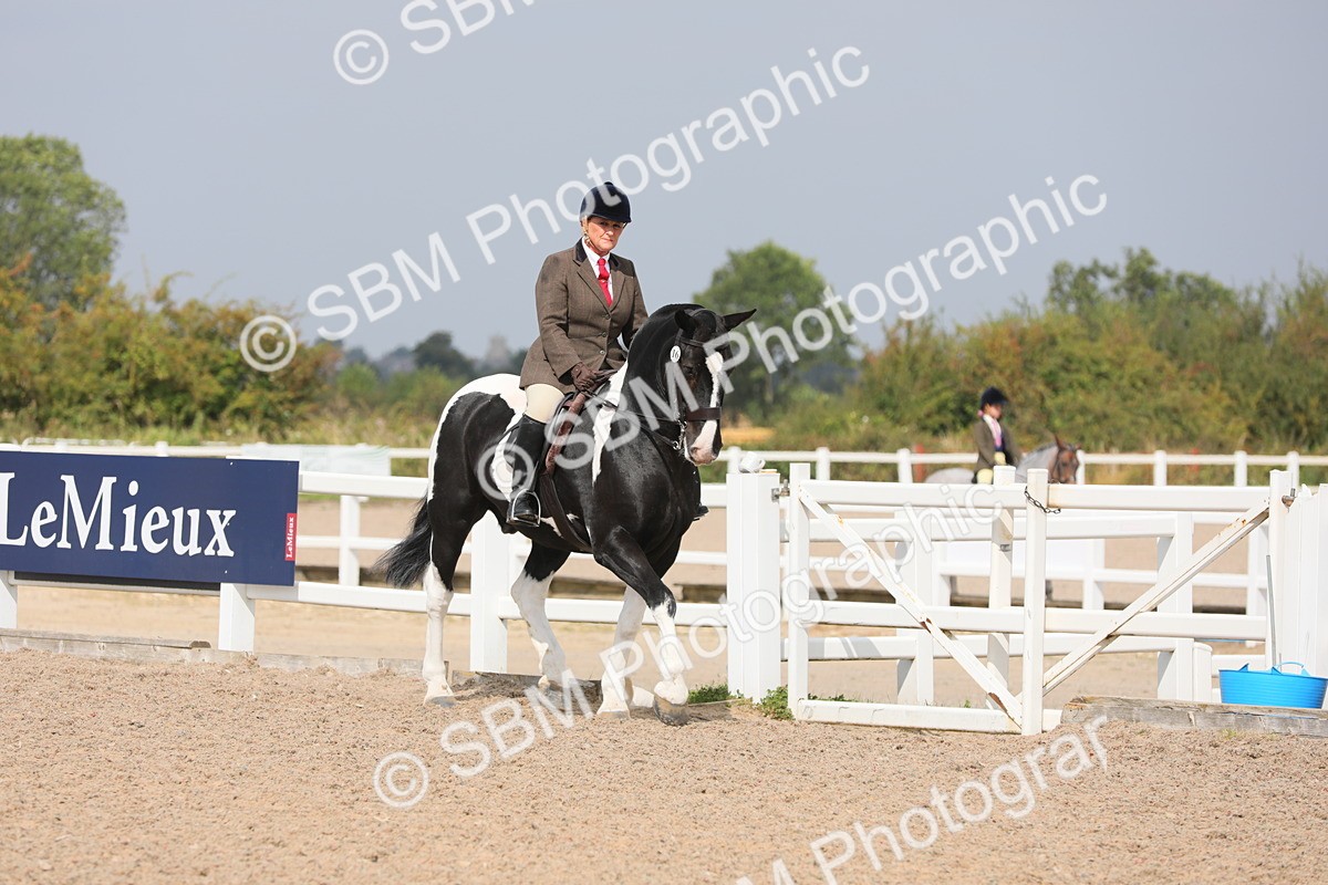 SBM_13336 - Class 308 Ridden Coloured Horse
