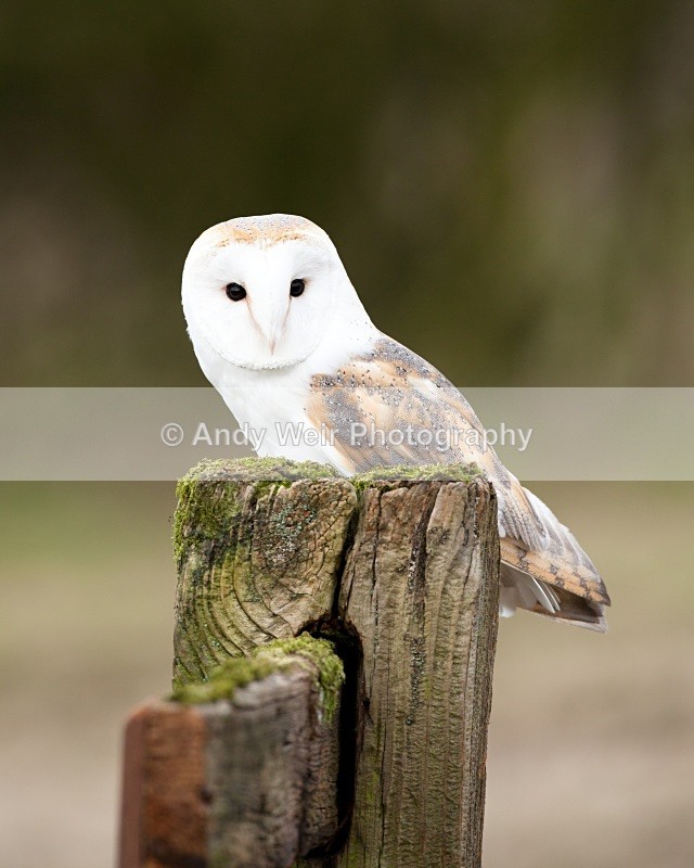 20110312-IMG_1202-115 - Barn Owl