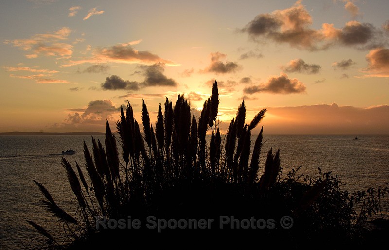 Pampas grass at Looe at sunrise - Looe
