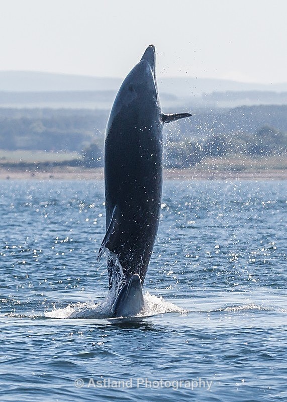 Astland Photography, Bird and Wildlife Images, Susan and Peter Wilson, U.K.