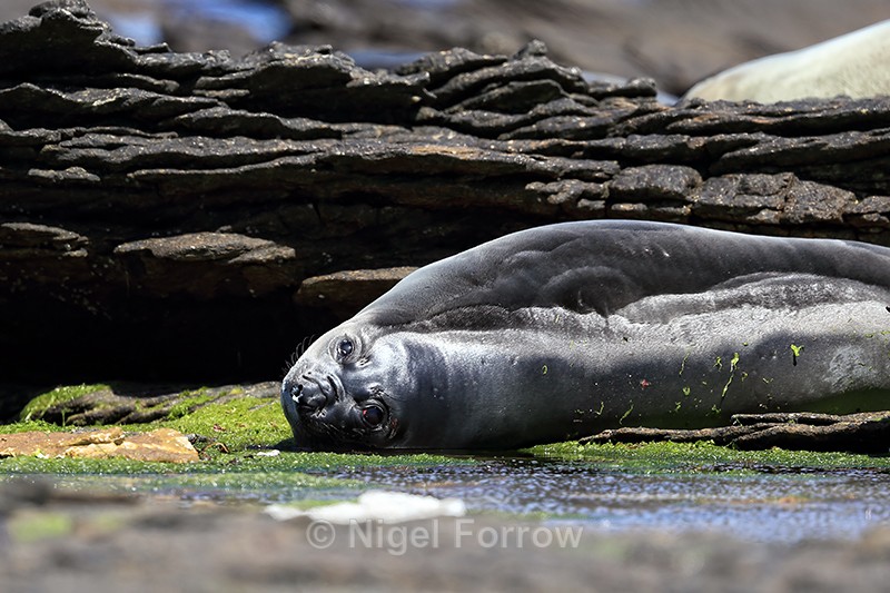 Elephant Seal at low tide, Carcass Island, Falklands - Seal