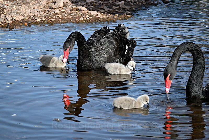 Black Swans Dawlish 4 - Dawlish and Black Swans