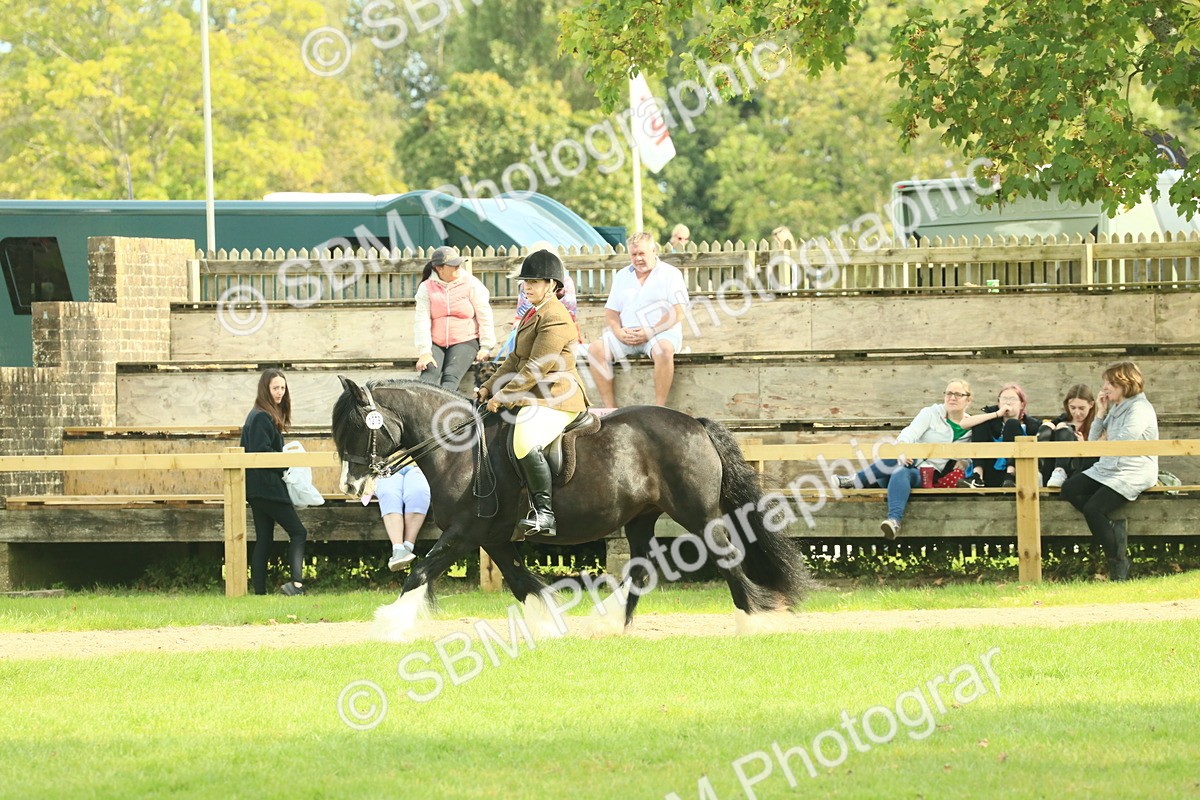 SBM_66619 - S34 - Rehabilitated Rescue Horse & Pony In Hand & Ridden