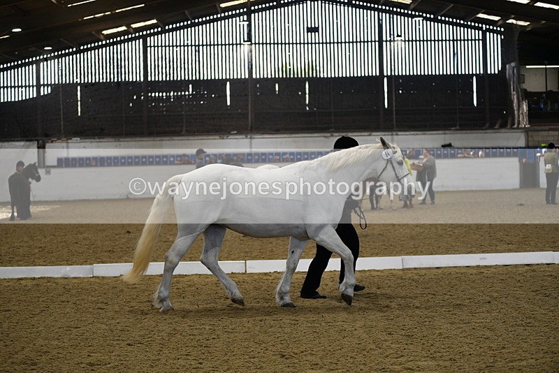 WJ5_3713 - Class 5 In Hand Veterans