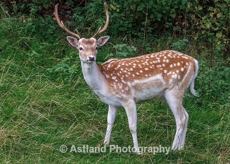 Fallow Deer - Latest Images