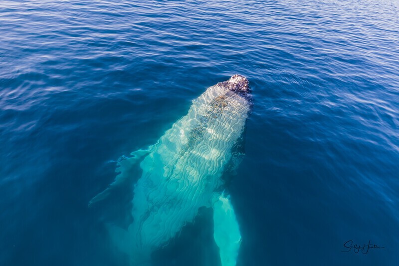 Just Hanging 6_16A8309 - Humpback Whales
