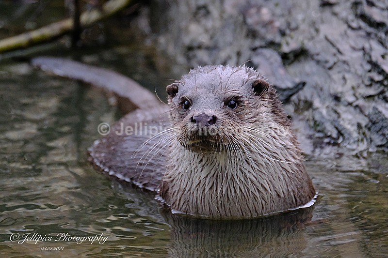  - Wildlife and Nature