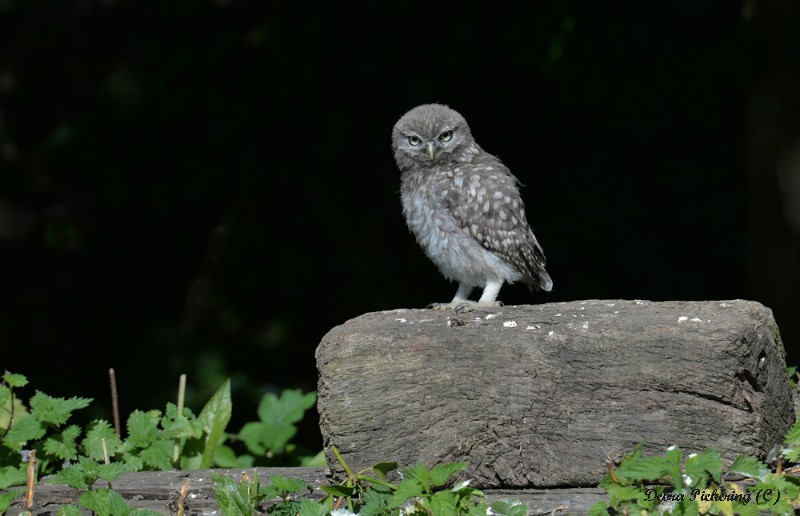 Little Owl - Owls