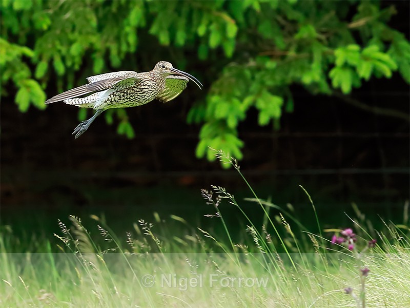 Curlew about to land, Scotland - Curlew
