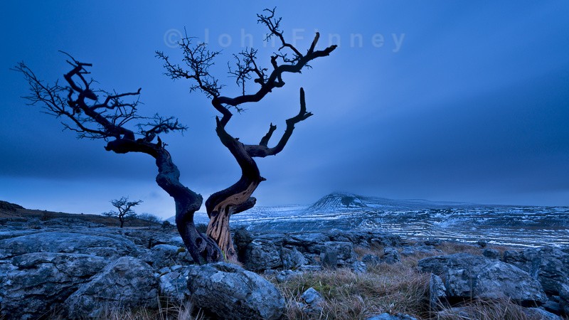 Twisted tree, Twistleton, Yorkshire Dales - Yorkshire Dales & Yorkshire