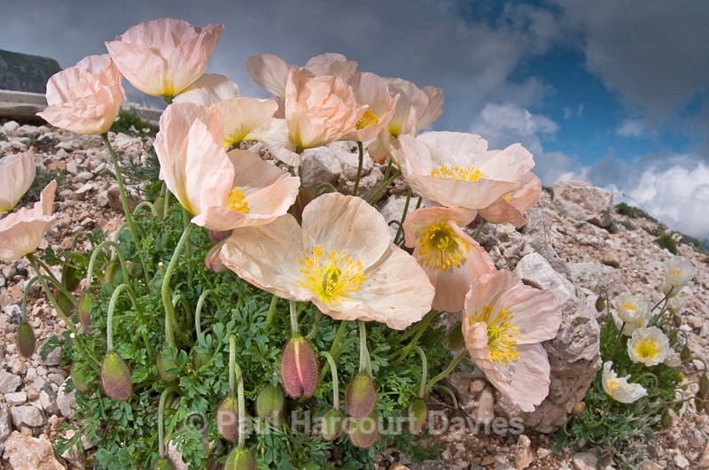  - Plants: wide-angle