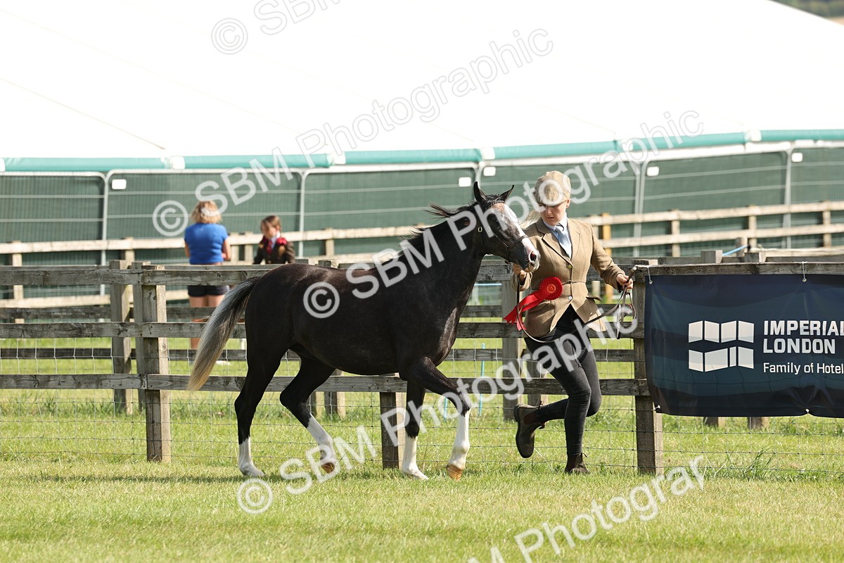 SBM_00780 - Class 6-13 - Mountatin and Moorland In Hand Welsh Breeds