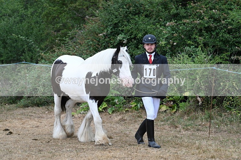 WJ7_9431 - Class 5 Most Handsome Gelding (up to 14.2hh)