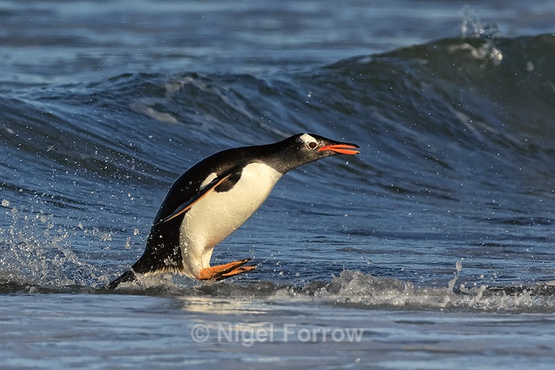 Gentoo jumps out of sea on landing at Sea Lion Island, Falklands - Gentoo Penguin