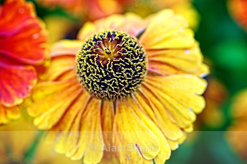 DSC05546 - Flora
