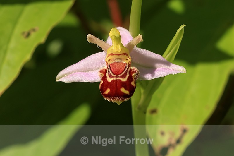 Bee Orchid flower, Oxfordshire - PLANTS
