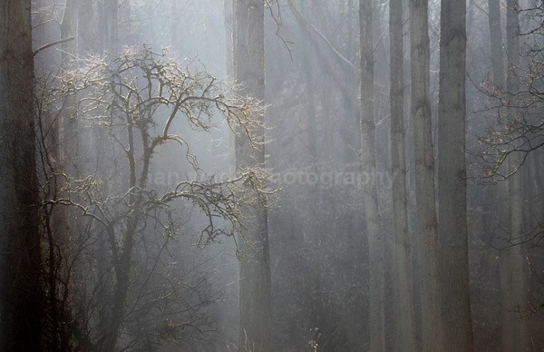 Winter woods  _S163 - Somerset landscape Photography
