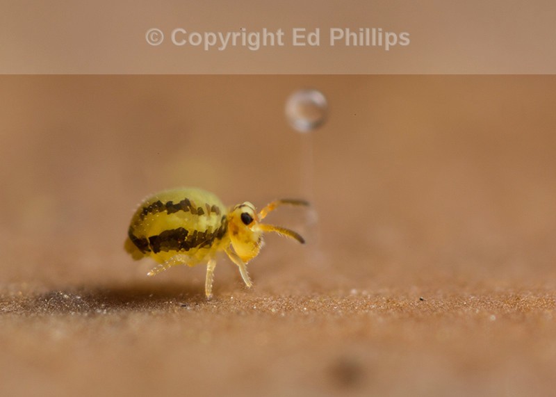 Sminthurinus elegans