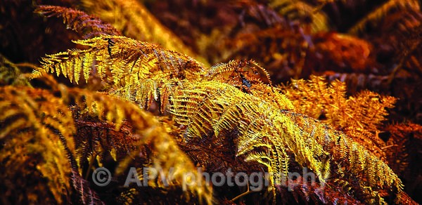 Wet Bracken - DL Size Cards