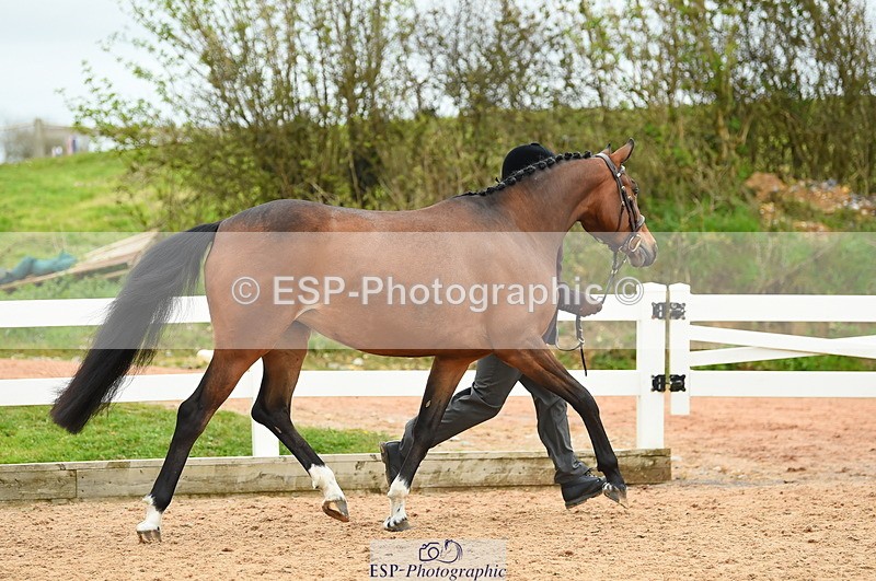 230416A-140230-04728 - Cls 46+43 In Hand Warmbloods and Foreign