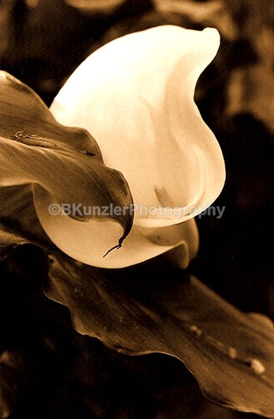  - Flowers