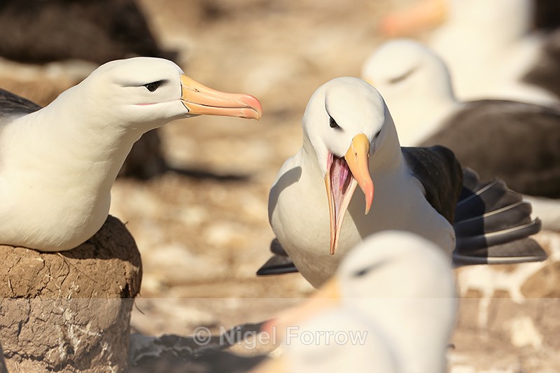 Black-browed Albatross moving through colony, Steeple Jason - Black-browed Albatross