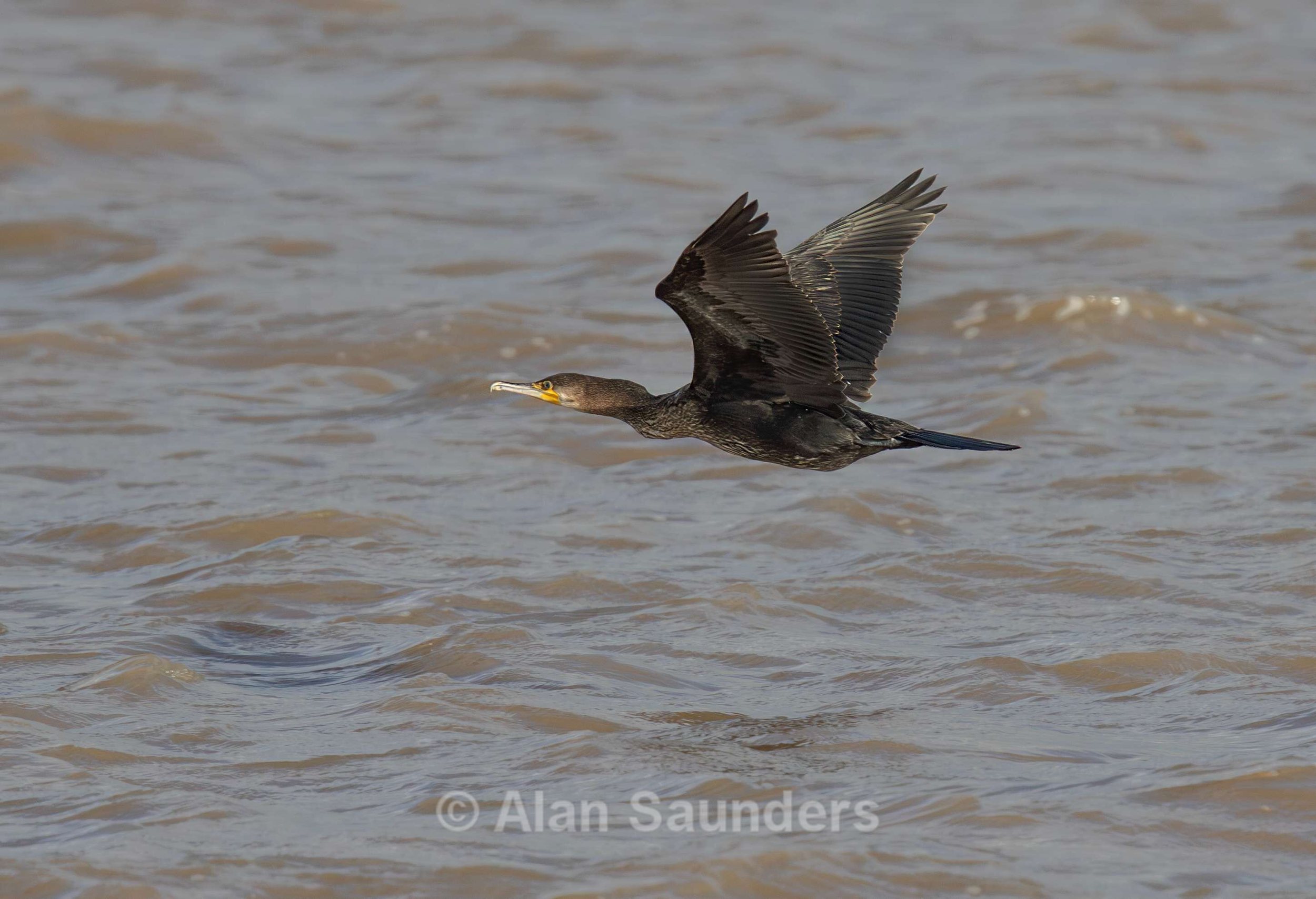 Cormorant 1