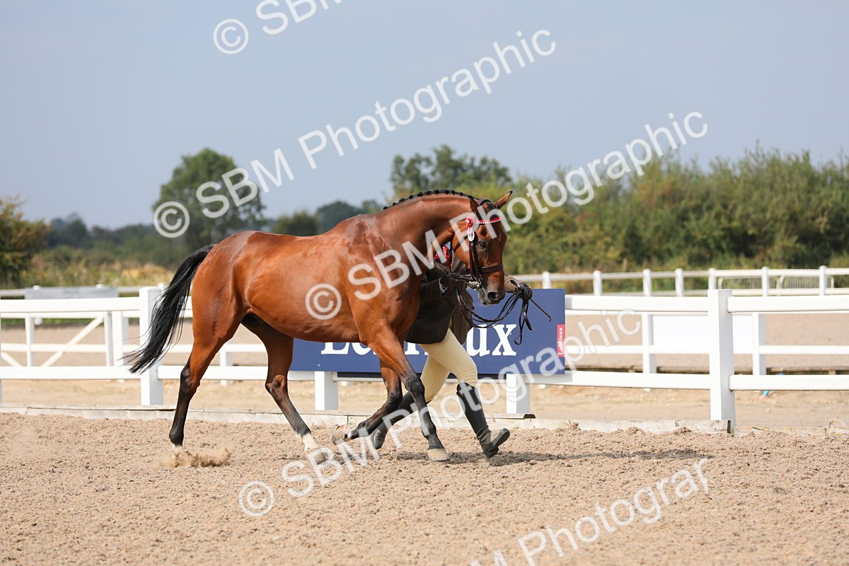 SBM_15913 - Class 313 IH Retired Racehorse