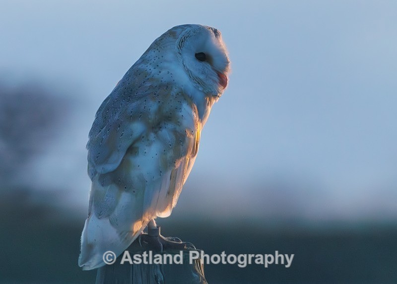 Barn Owl - Latest Images