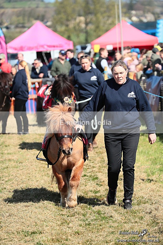 Shet 060426 62 - Shetland Pony Racing Paxford Races Easter Mon 06/04/26