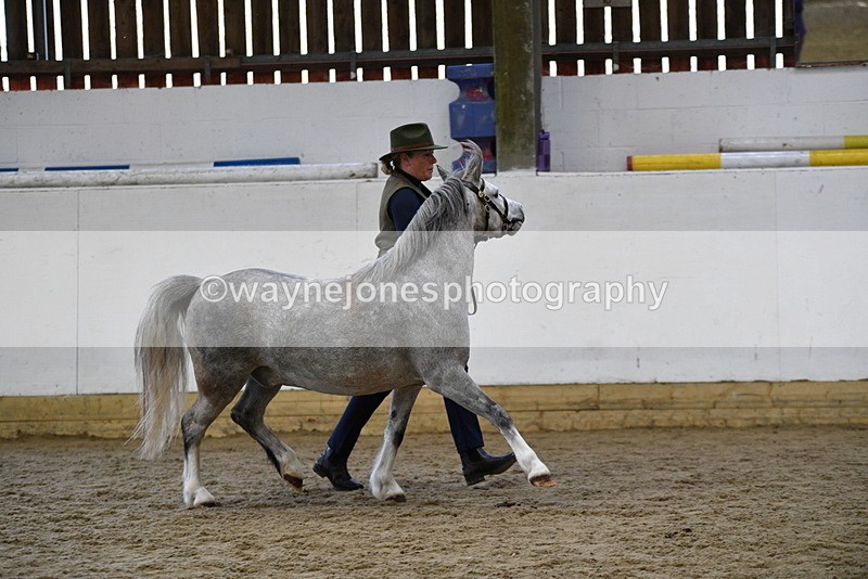 WJ5_5683 - Morning in hand Championship