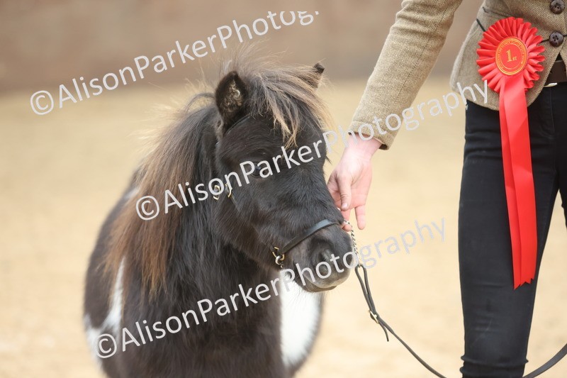20251109-0209 - Class 10 - Yearling, Colt, Filly or Gelding