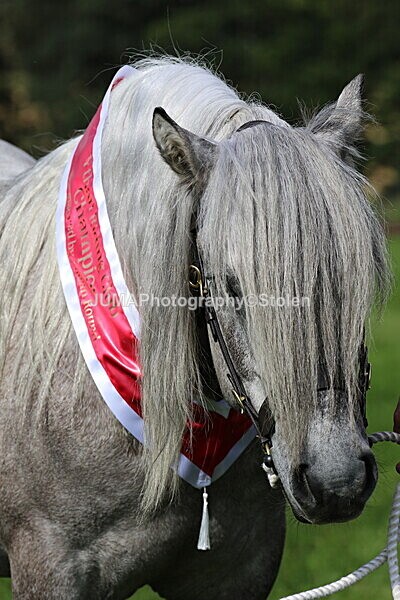 SIAL6546 - championships