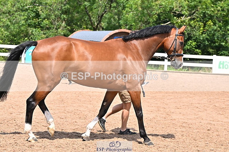 240718A-105314-01738 - Trot Up 1pm to 2pm