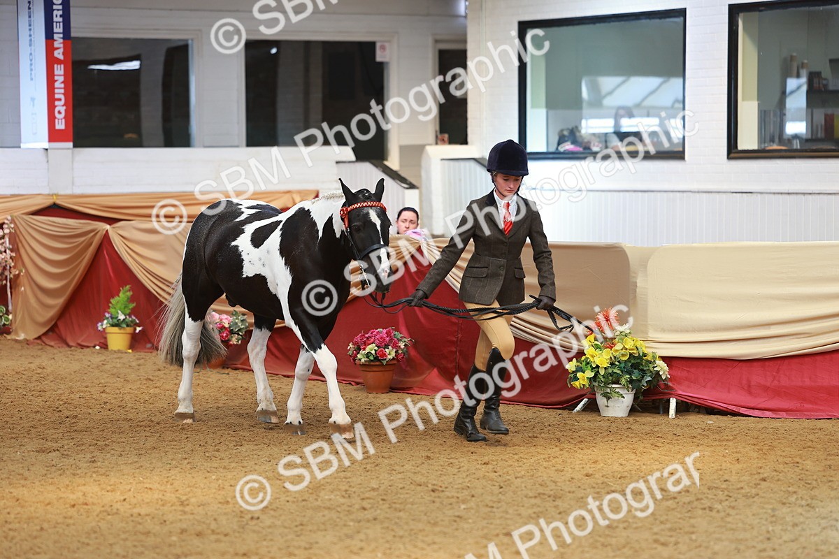 SBM_10719 - Class 103 - HOYS Veteran Qualifier - Ridden Pre Vet