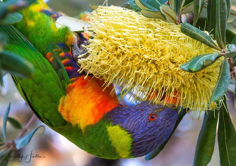 Lorikeet Feeding 9