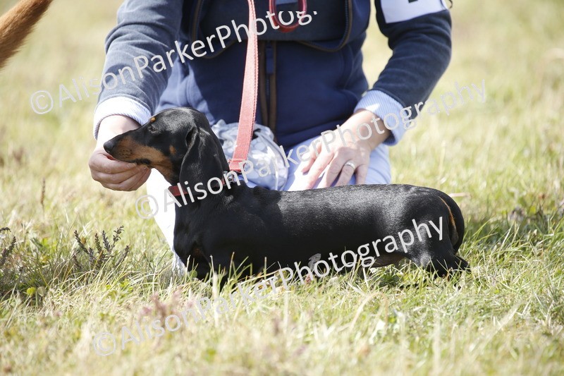 20250831-3790 - Dog Show