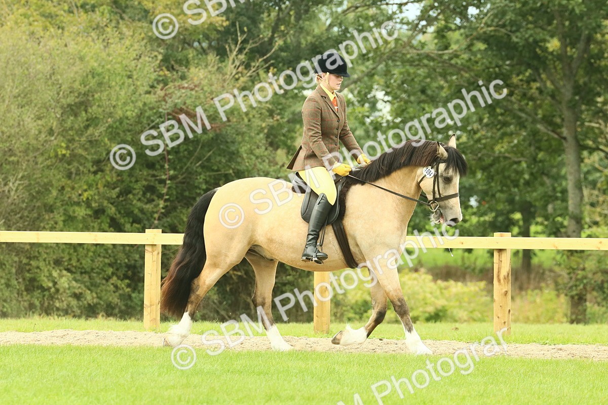 SBM_71850 - S60 - Mountain & Moorland Ridden Large Breeds