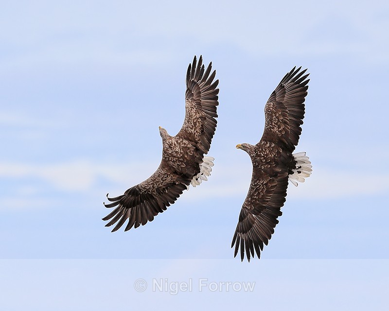 Two Sea Eagles in flight, Flatanger, Norway - White-tailed Sea-Eagle
