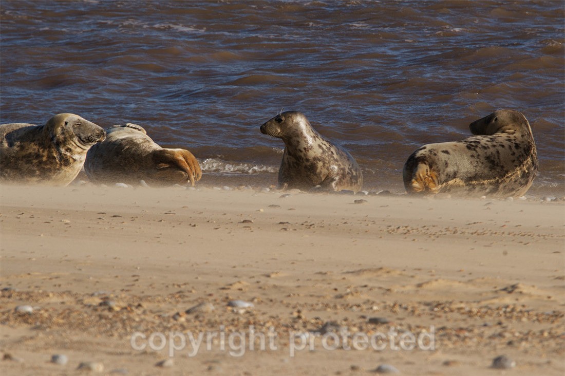 Group of Young Grey Seals - Norfolk