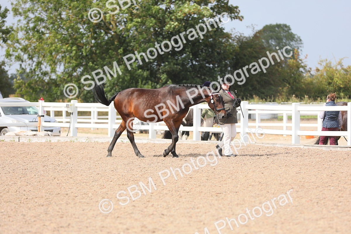 SBM_15660 - Class 312 IH Competition Horse/Pony