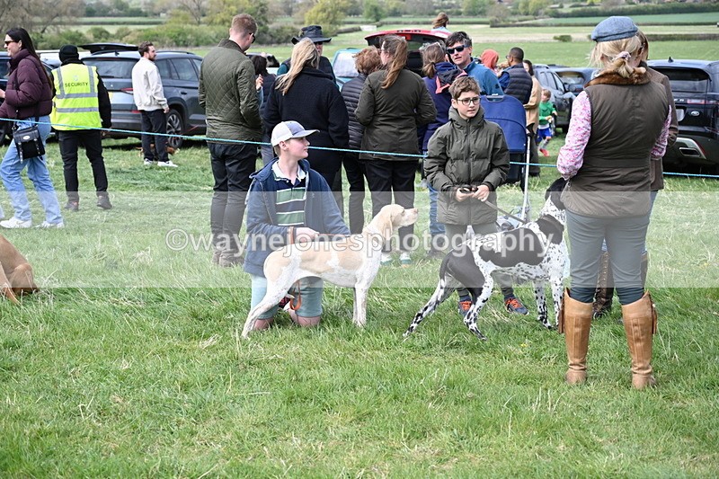 WJ6_8732 - Class 8 Best Working / Gun Dog or Bitch