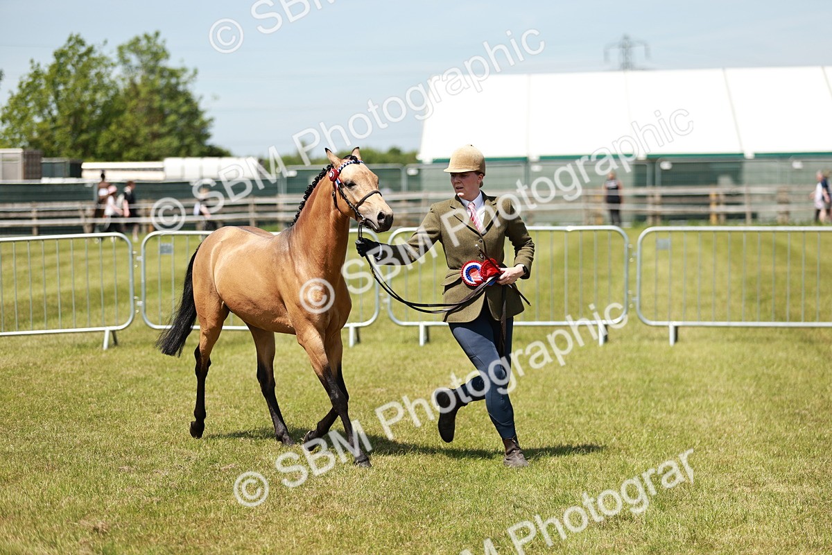 SBM_05594 - Class 41-45 - Riding Pony-Hunter Pony Breeding
