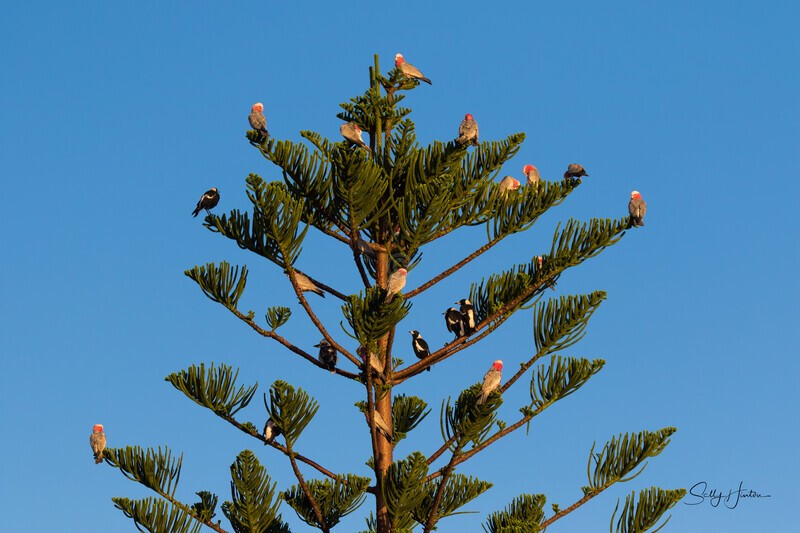 Tree Full 1 - Galahs