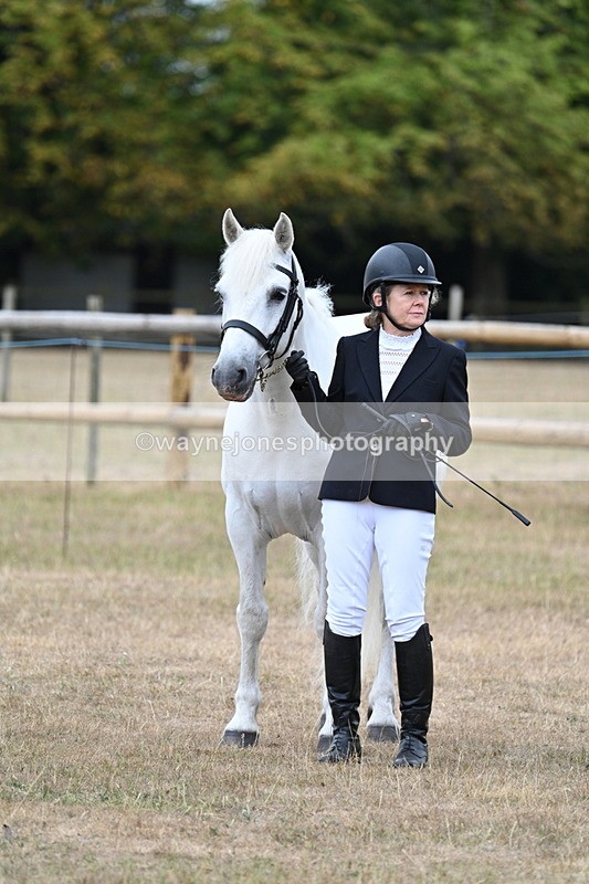 WJ7_9969 - Class 5a Most Handsome Gelding (above 14.2hh)
